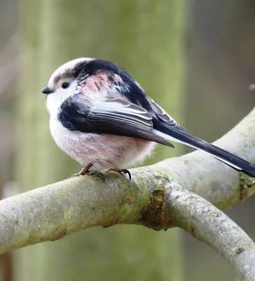 Птицы Новгородской области / Birds of Novgorod Oblast's Journal ·  iNaturalist