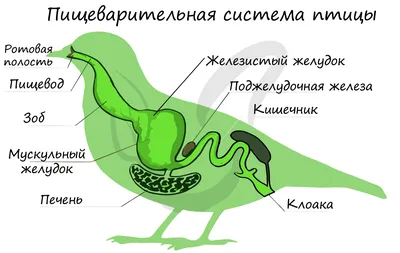 Символ осени-перелетные птицы.