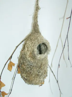 Коллекция птичьих гнезд в фондах Исторического музея Южного Урала