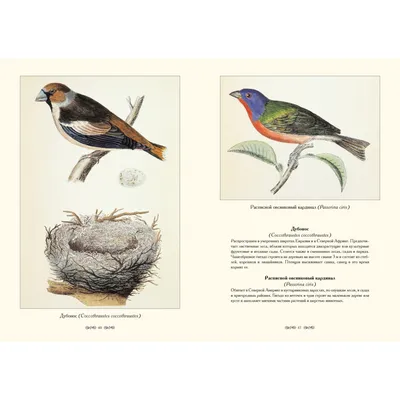 Птицы и их гнезда. Р. Булар – Sefer Israel - книги на русском языке из  Израиля