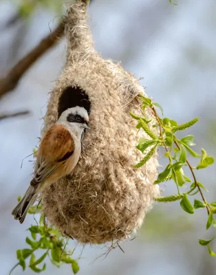 Птицы-архитекторы: как пернатые вьют гнезда? | Sciencely — Умный журнал.  Естественные науки для детей. | Дзен
