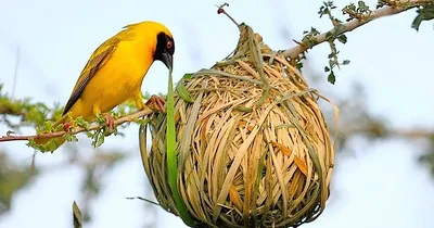 Все птицы и их гнезда (37 фото) - красивые фото и картинки pofoto.club