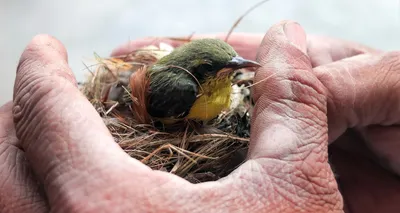 Орнитологи предсказали гнездовой материал птиц по форме клюва. Однако им  пришлось учесть и другие факторы