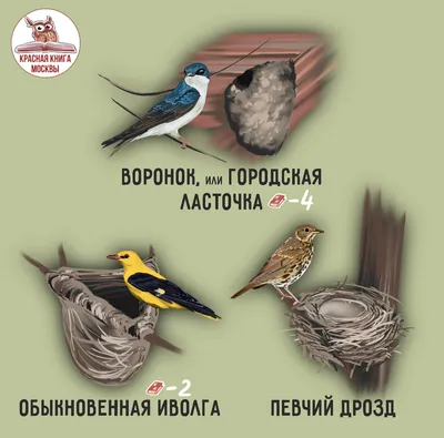 Гнезда птиц и примеры | Дневник эколога: про природу, животных,  экомероприятия, парки | Дзен