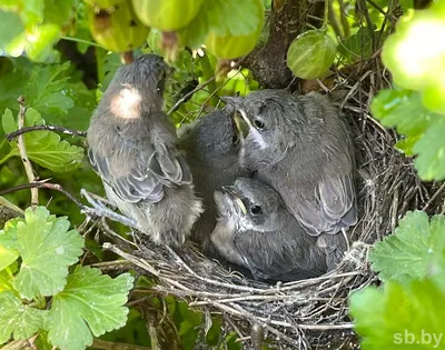 Группа в составе голодные птицы младенца сидя в их гнезде с питаться ртов  широкий открытый ждать Молодые птицы в концепции гнезда Стоковое Фото -  изображение насчитывающей фауна, завод: 146053904