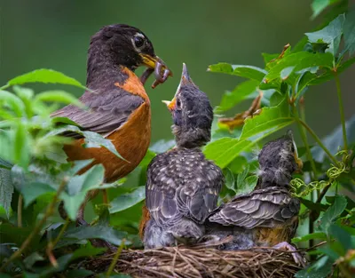 Гнёзда птиц Сибири и сопредельных регионов. Том 3 | Nests of birds of  Siberia and neighboring regions. Vol. 3.