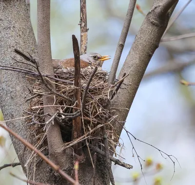 Птицы строят гнезда на доме – что делать? | Полезно (Огород.ru)