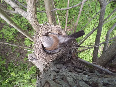 Птицы выбирают материал для гнезда в соответствии с размером и формой клюва  - Газета.Ru | Новости