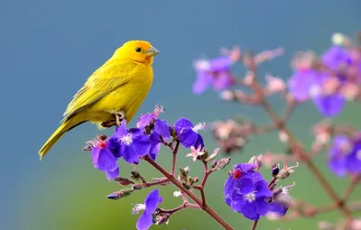 Птицы Животные Растения Цветы Фотографии птиц Фон И картинка для бесплатной  загрузки - Pngtree