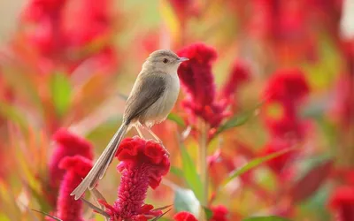 Пазл птицы и цветы - разгадать онлайн из раздела \"Картины\" бесплатно