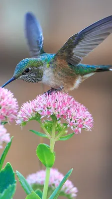Птицы и цветы - красивые картинки (100 фото) - KLike.net