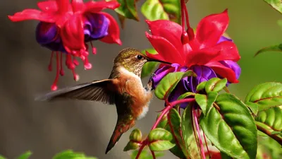 Стрелитция - цветок Райской птицы