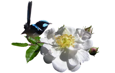 птица на цветущем ветке сакура цветы весенняя водокраска нарисованная рука  Стоковое Изображение - изображение насчитывающей приветствие,  флористическо: 269211397
