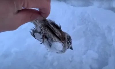 Звери и птицы массово гибнут на 50-градусном морозе в Якутии - «Экология  России»