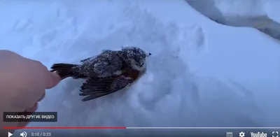 Эксперт: Массовое вымирание птицам в Якутии из-за морозов не грозит -  Информационный портал Yk24/Як24