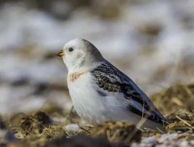 Редкую птицу – дикушу, удалось обнаружить в Якутии - Новости Якутии - Якутия .Инфо
