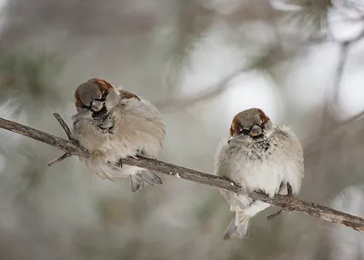 Зимние птицы Якутии 🤗 Фото @nadibrod #зима #фотоохота #чечетка  #зимниеяблочки #снегири #sakhalife #сахалайф #птицыякутии #якутия |  Instagram