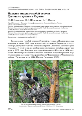 В Якутию стали залетать птицы, не обитавшие в наших краях — Yakutia-daily.ru