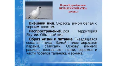 Виды дичи, охота на которую запрещена - Новости Якутии - Якутия.Инфо
