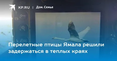 Уникальный случай: в тундре на Ямале поселилась редкая «круглая» птица.  ВИДЕО: : ЯМАЛ 1