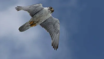 Виды птиц Ямала за 2021 год пополнили четыре новых представителя фауны