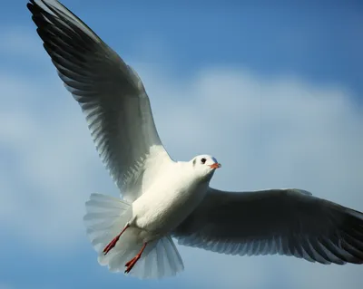 Наблюдение за птицами в Японии | Путеводитель