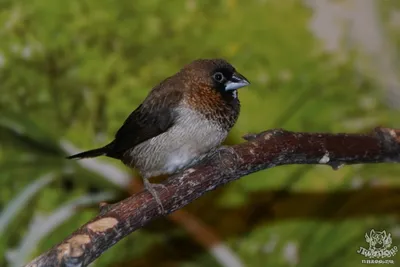 Как приручить белоглазок - самых маленьких птиц в Японии | Япония глазами  одного гайджина | Дзен