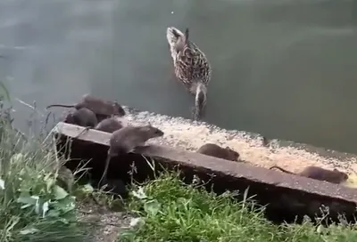 Ноябрьские птички 🕊... - Правительство Ярославской области | Facebook