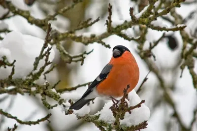 Птицы Новгородской области / Birds of Novgorod Oblast's Journal ·  iNaturalist