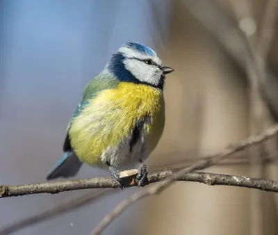 Ноябрьские птички 🕊... - Правительство Ярославской области | Facebook