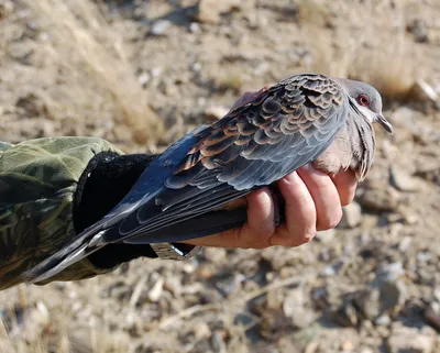 Зимующие птицы села Капсал Иркутской области