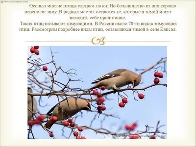 В Иркутской области обнаружили 26 редких видов птиц и более 20 редких видов  растений - Областная газета OGIRK.RU