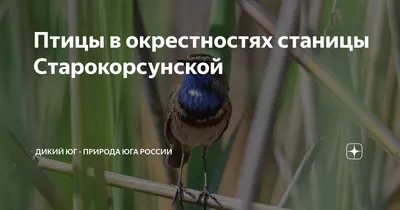 Птицы России. Байкал