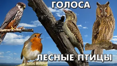 Моя любимая птица Краснодарского края | Весточка с юга☀ | Дзен