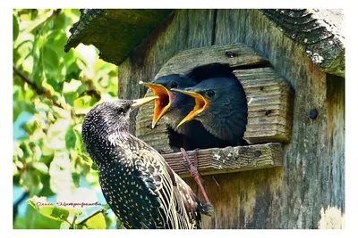 Птицы еле выживают в такую жару»: сердобольная волгодончанка приносит воду  для птиц в Парк Победы