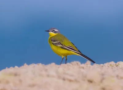 Запорожец-бердвотчер создал 1100 уникальных фото живущих в Украине птиц -  Психология | Сегодня