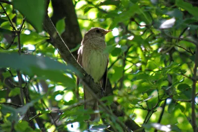 Очень редкая птица из Африки посетила Одесскую область: где поселилась?