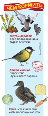 Объявлена Птица года 2023 в Казахстане