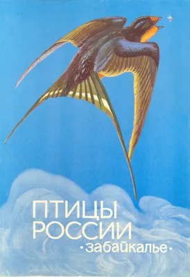 Запорожец-бердвотчер создал 1100 уникальных фото живущих в Украине птиц -  Психология | Сегодня