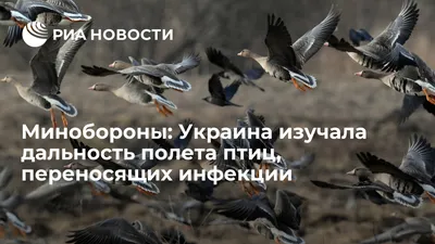 Пуночка из тундры и самая мелкая птица России: зимние Жигули богаты редкими  пернатыми
