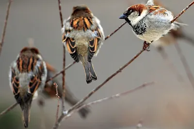 Прилетевшие с юга птицы могут погибнуть из-за обрушившихся весенних морозов  и снега - Новости на KP.UA