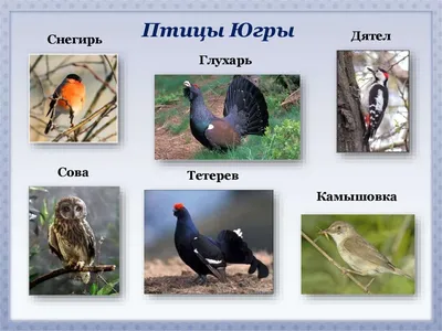 Познавательная программа «Птицы Югры» 2023, Нягань — дата и место  проведения, программа мероприятия.