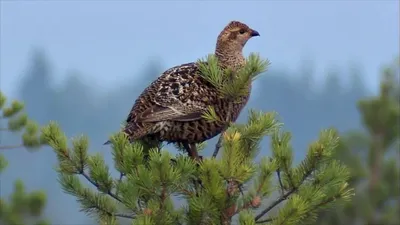 Югорскому подворью» помог грант | Экономика | Окружная телерадиокомпания  Югра