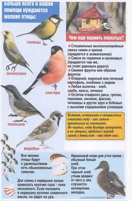 Краснокнижные птицы. Какие виды пернатых стали редкими на Южном Урале |  Экология | ОБЩЕСТВО | АиФ Челябинск