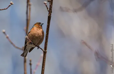 Птицы Южного Урала