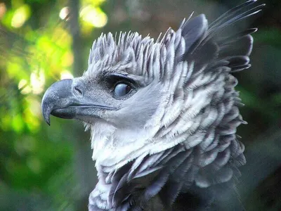 Самая удивительная птица из Южной Америки | Пикабу