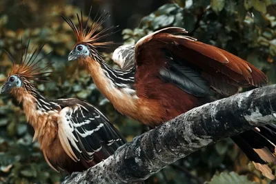 Гоацин: загадочная птица южноамериканских тропиков | ХОЗЯЕВА ВОЗДУХА | Дзен