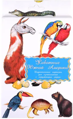 Дидактические карточки \"Животные Южной Америки\" - купить с доставкой по  выгодным ценам в интернет-магазине OZON (792578218)
