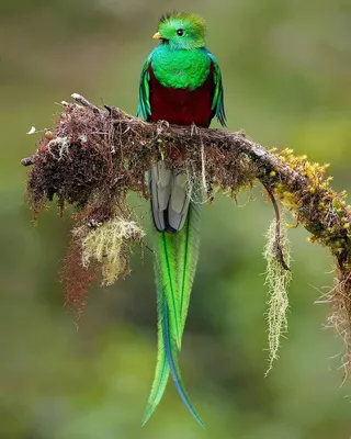 Виды птиц тропических лесов Южной Америки: фотогид от Суприта Саху —  Российское фото