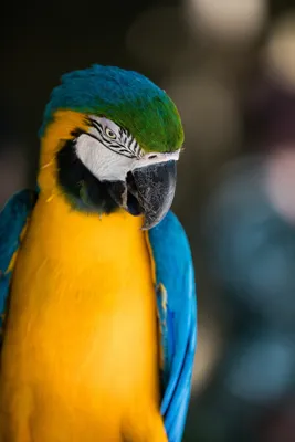 Животные Южной Америки - карточки Монтессори купить и скачать